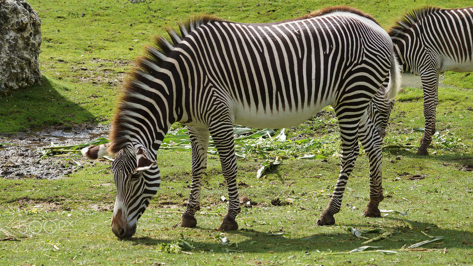 Sony SLT-A57 + Sony DT 55-200mm F4-5.6 SAM sample photo. | zoo beauval | photography