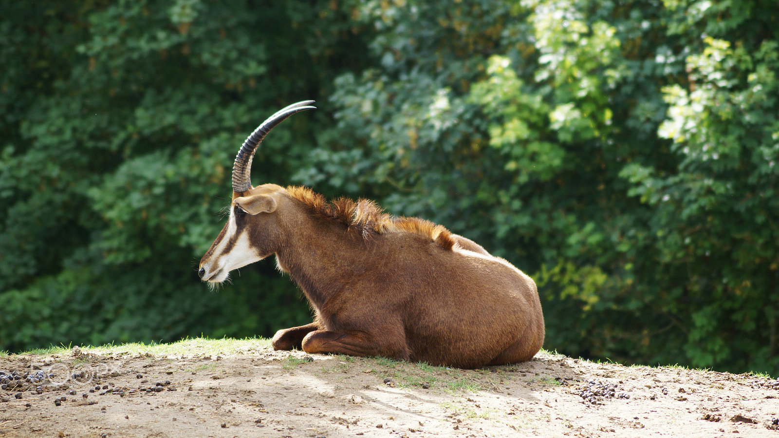 Sony SLT-A57 + Sony DT 55-200mm F4-5.6 SAM sample photo. | zoo beauval | photography