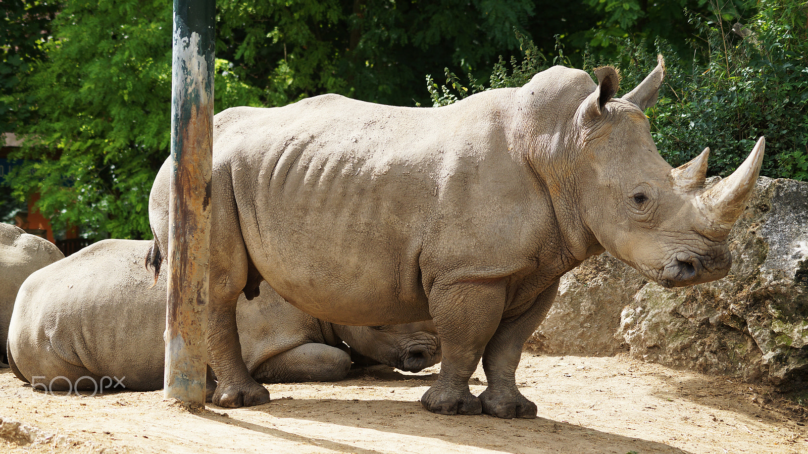 Sony SLT-A57 + Sony DT 55-200mm F4-5.6 SAM sample photo. | zoo beauval | photography