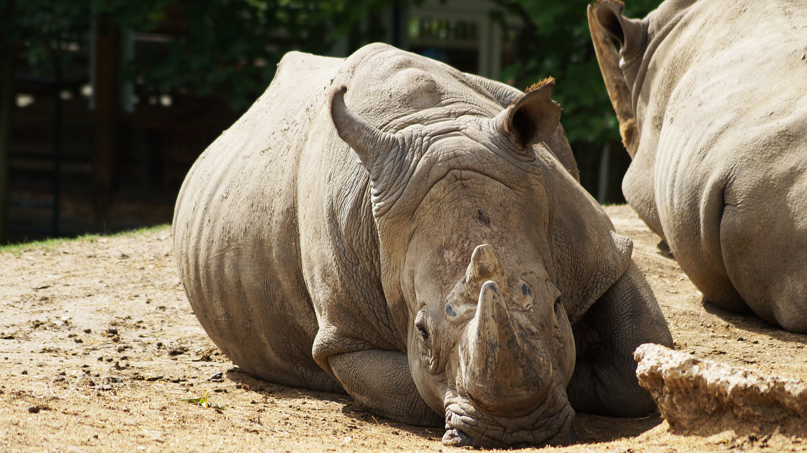 Sony SLT-A57 + Sony DT 55-200mm F4-5.6 SAM sample photo. | zoo beauval | photography