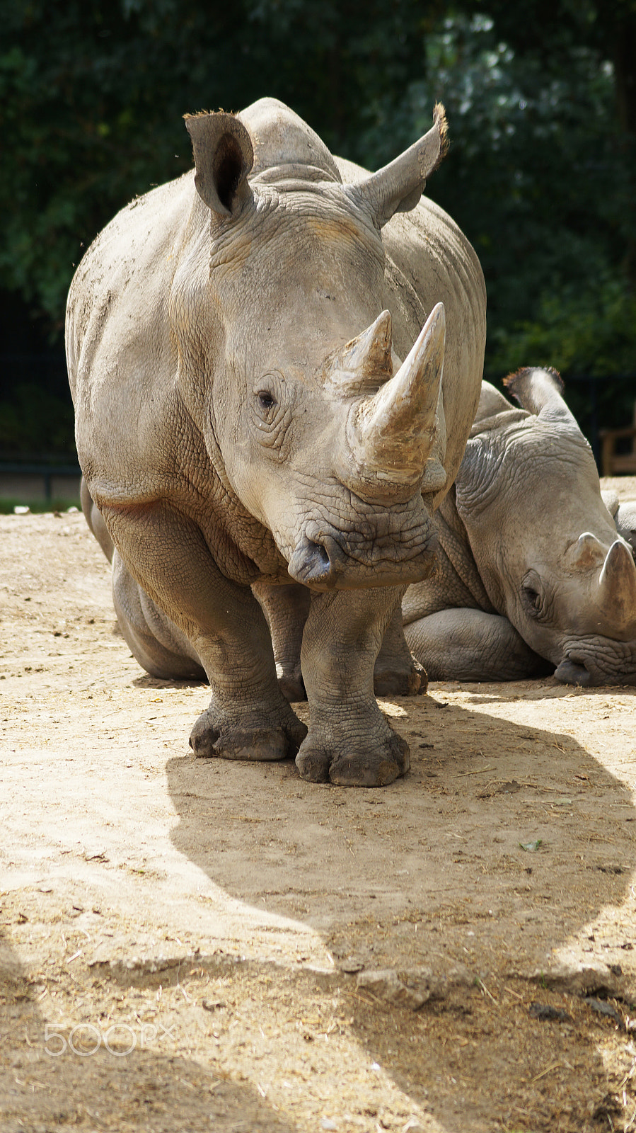 Sony SLT-A57 + Sony DT 55-200mm F4-5.6 SAM sample photo. | zoo beauval | photography