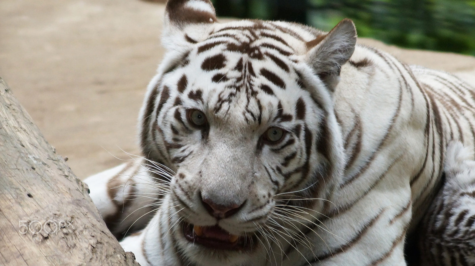 Sony SLT-A57 + Sony DT 55-200mm F4-5.6 SAM sample photo. | zoo beauval | photography