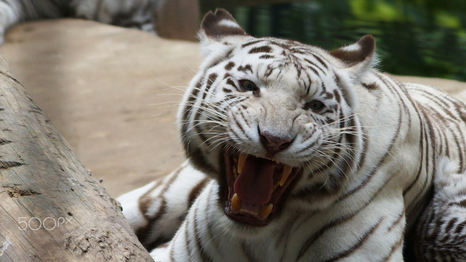 Sony SLT-A57 + Sony DT 55-200mm F4-5.6 SAM sample photo. | zoo beauval | photography