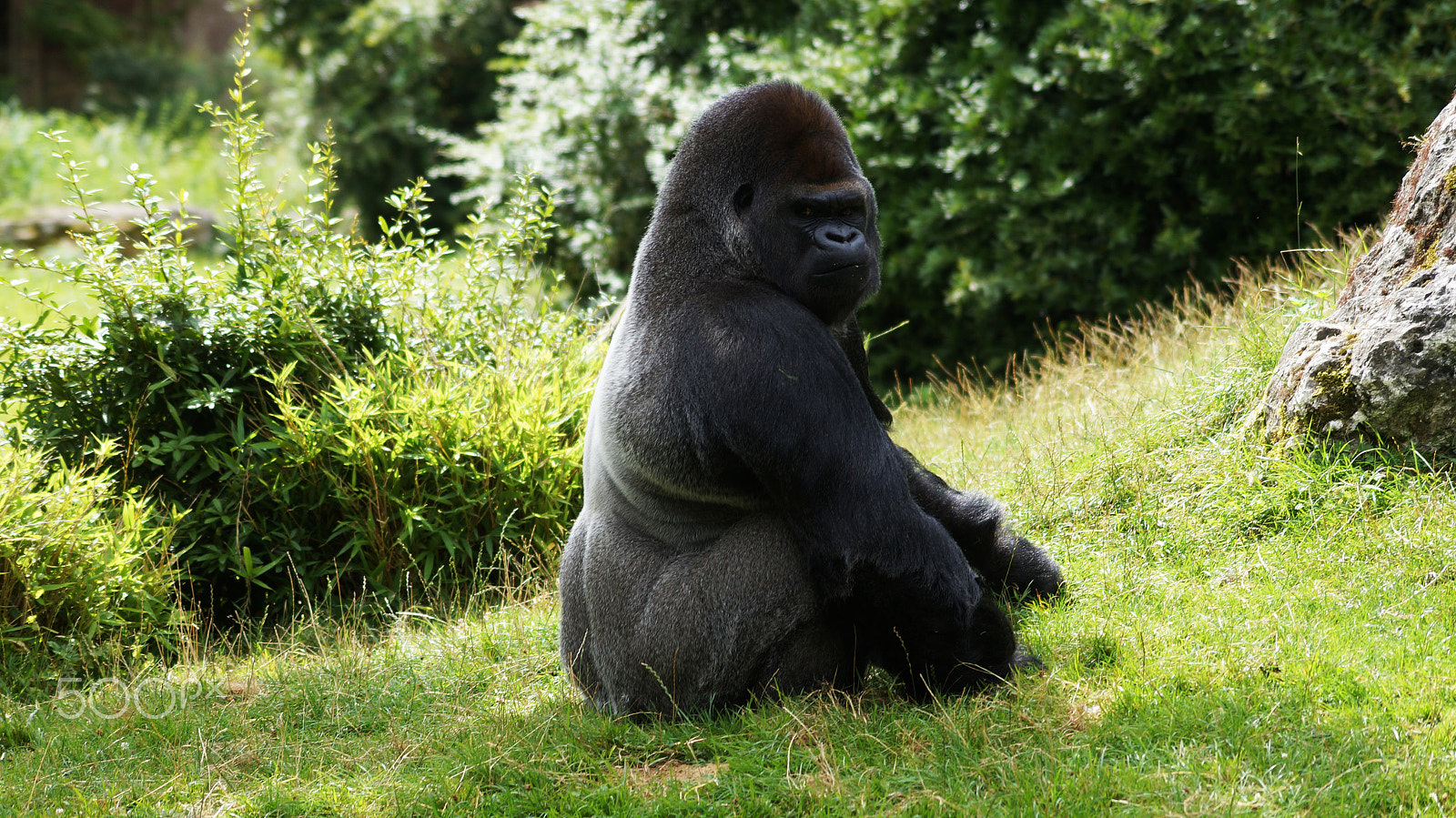 Sony SLT-A57 + Sony DT 55-200mm F4-5.6 SAM sample photo. | zoo beauval | photography