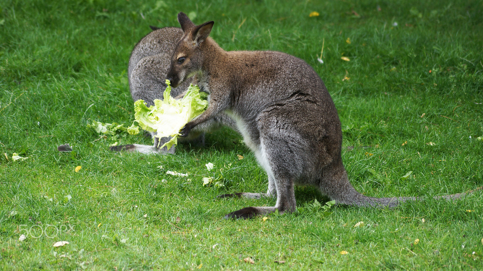 Sony SLT-A57 + Sony DT 55-200mm F4-5.6 SAM sample photo. | zoo beauval | photography