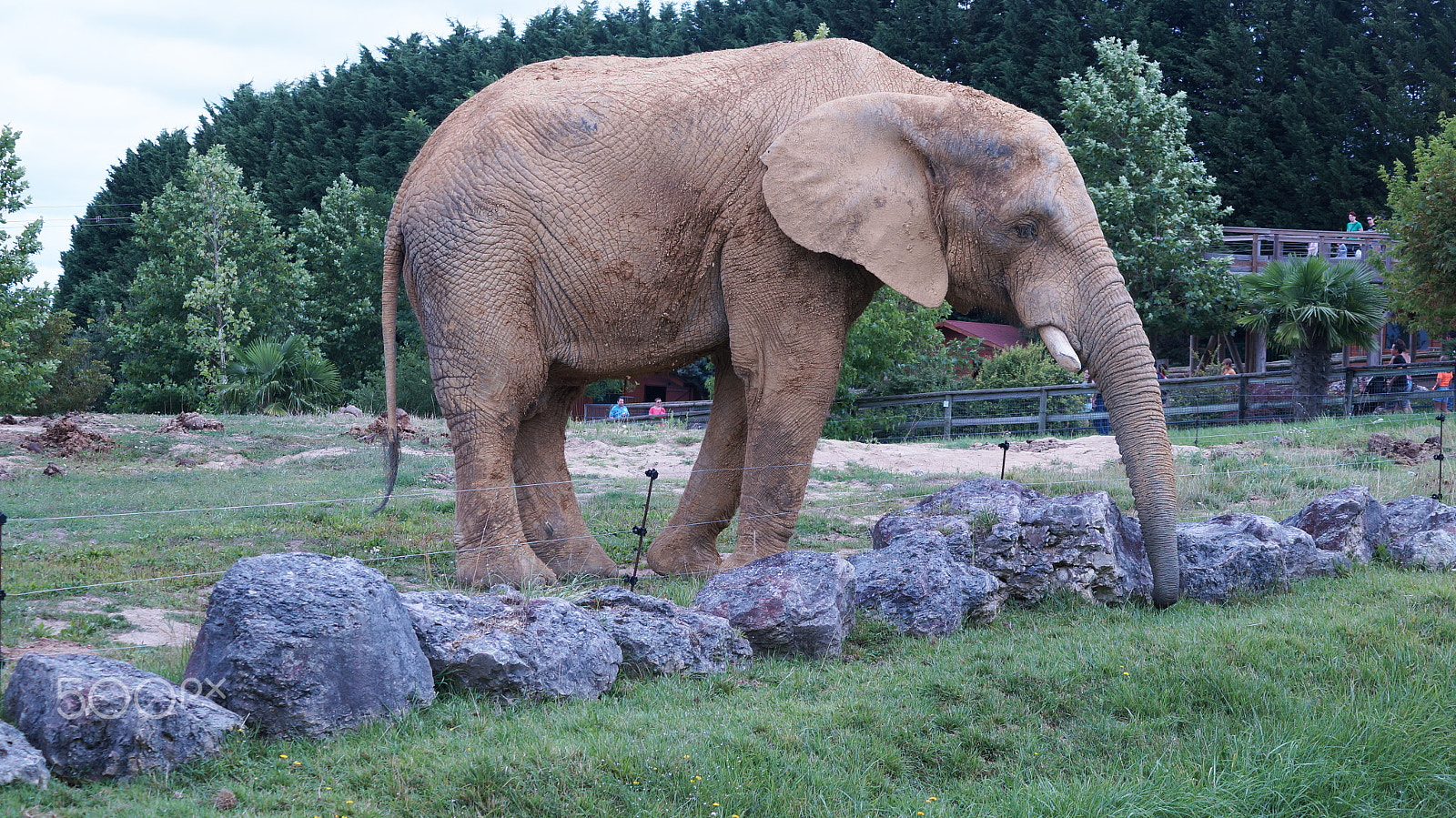 Sony SLT-A57 + Sony DT 55-200mm F4-5.6 SAM sample photo. | zoo beauval | photography