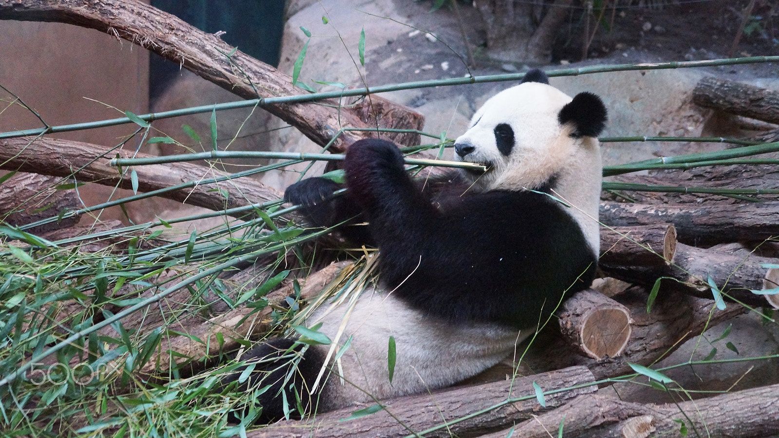 Sony SLT-A57 + Sony DT 55-200mm F4-5.6 SAM sample photo. | zoo beauval | photography