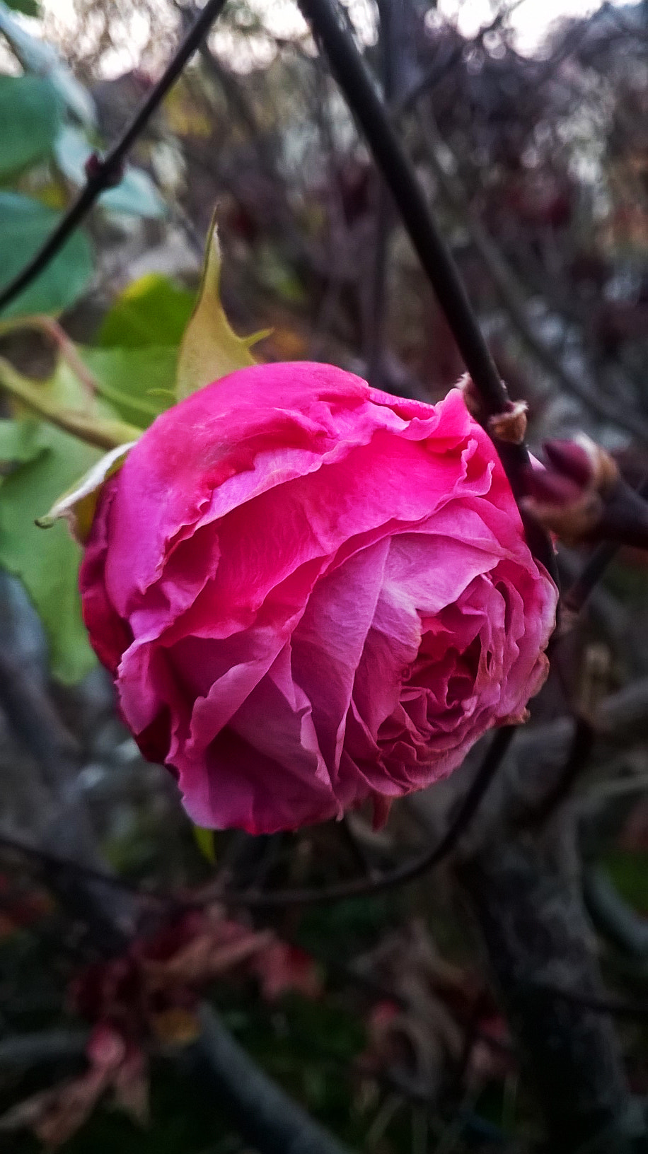 Nokia Lumia 635 sample photo. Rose photography