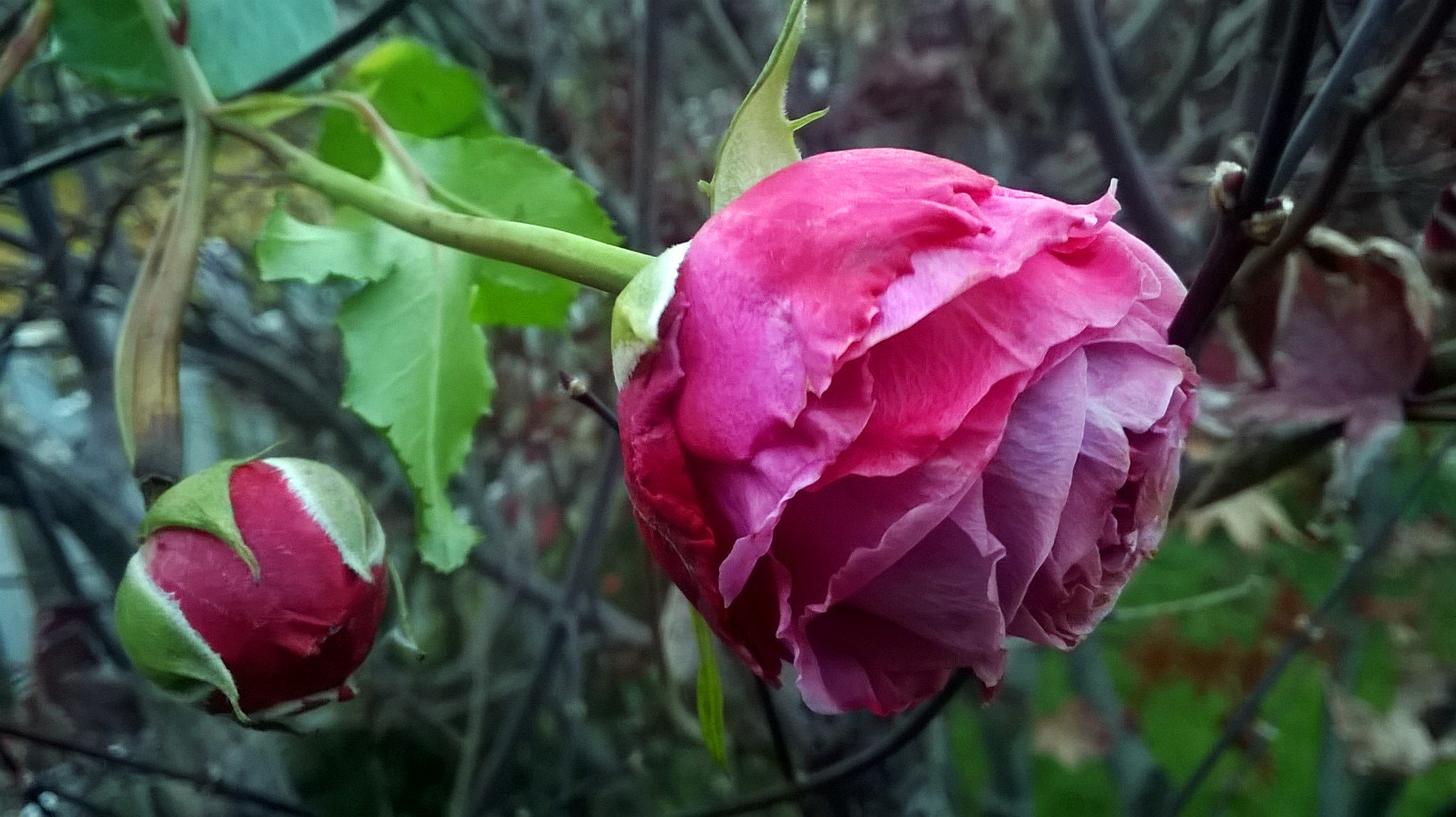 Nokia Lumia 635 sample photo. Rose photography