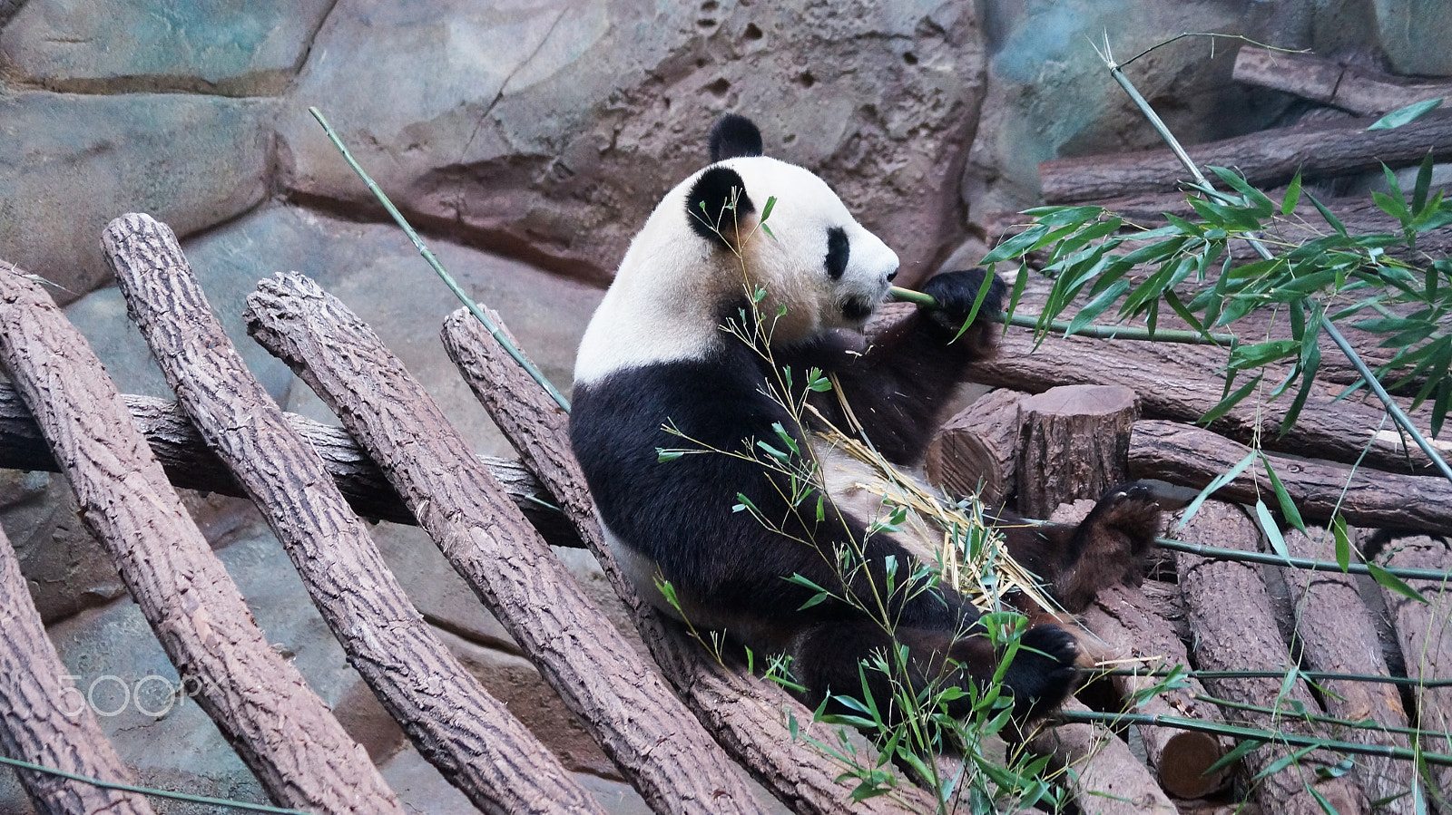 Sony SLT-A57 + Sony DT 55-200mm F4-5.6 SAM sample photo. | zoo beauval | photography