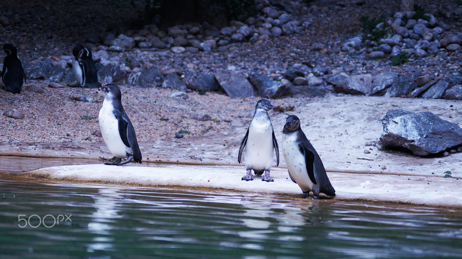 Sony SLT-A57 + Sony DT 55-200mm F4-5.6 SAM sample photo. | zoo beauval | photography