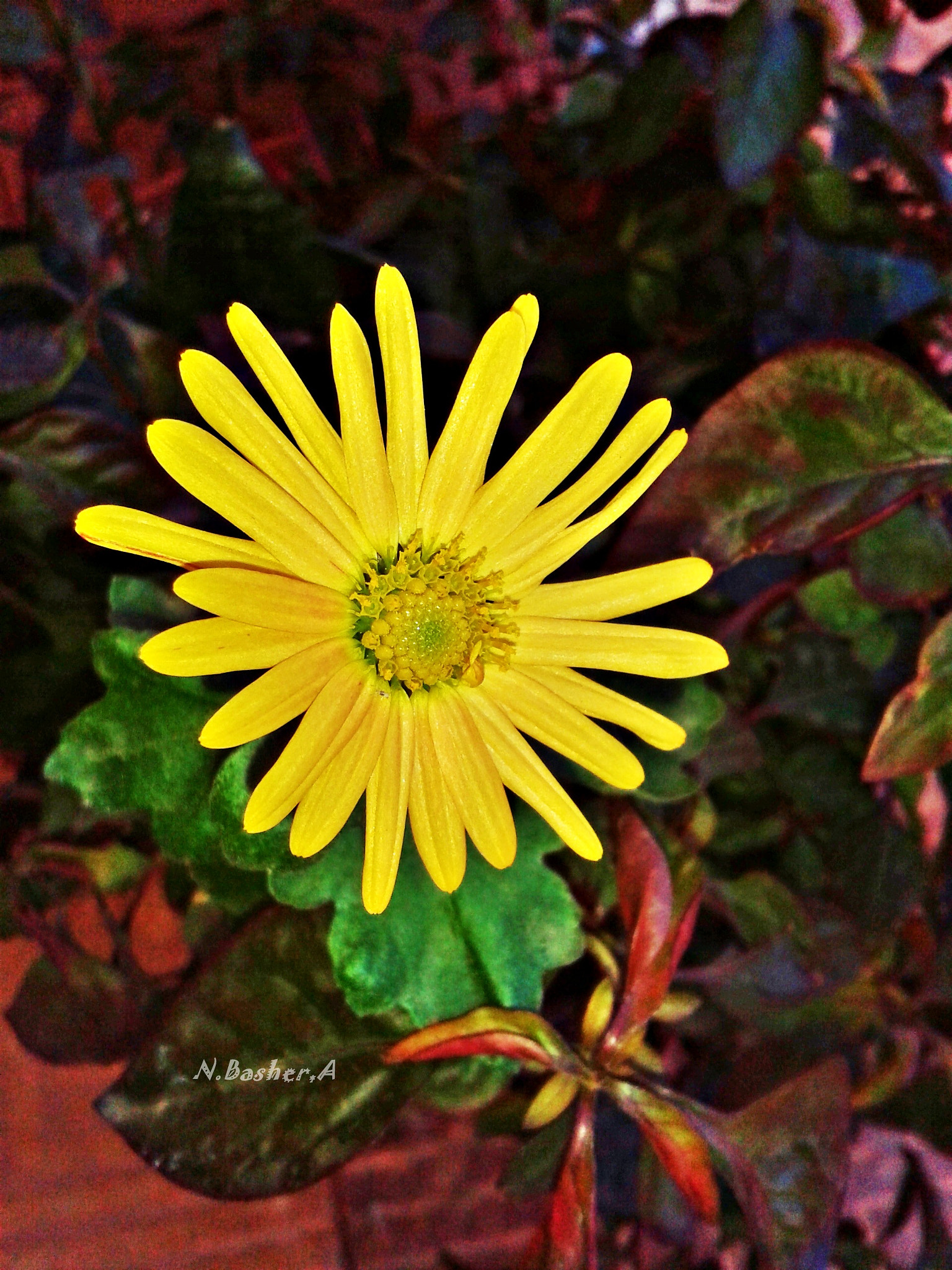 Samsung Galaxy S DUOS sample photo. 20160114_125727.jpg photography