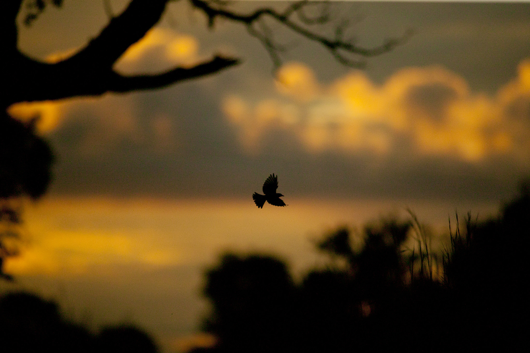 Canon EOS-1Ds + Canon EF 400mm f/2.8L sample photo. Hwange sunset photography