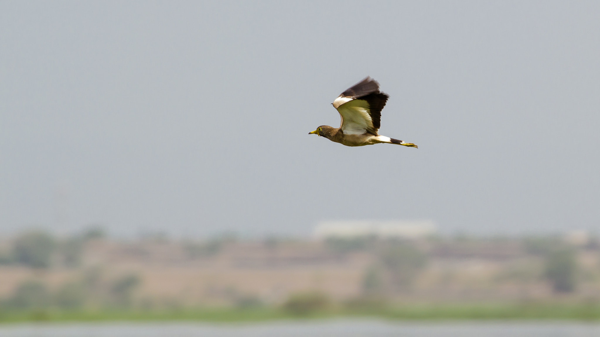 Canon EOS 550D (EOS Rebel T2i / EOS Kiss X4) + Canon EF 400mm F5.6L USM sample photo. Spur winged plover photography