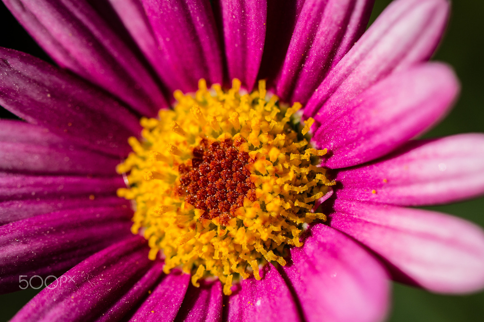 Canon EOS 650D (EOS Rebel T4i / EOS Kiss X6i) sample photo. A dizzy daisy photography