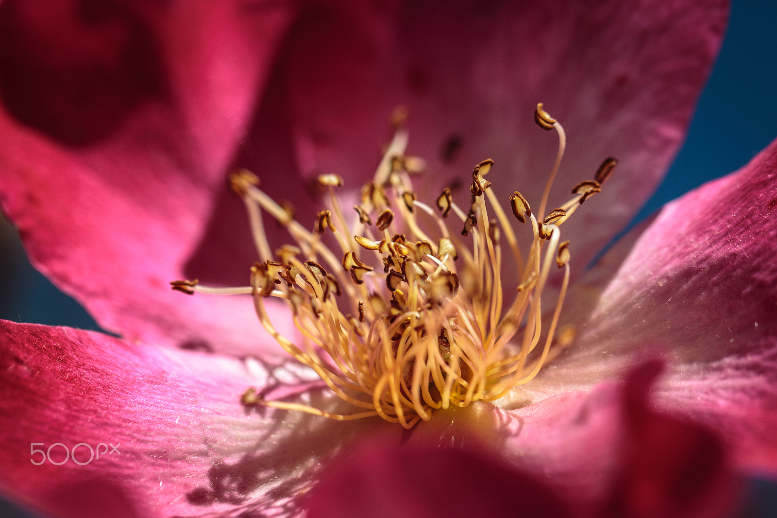 Canon EOS 650D (EOS Rebel T4i / EOS Kiss X6i) sample photo. Pollen forest photography