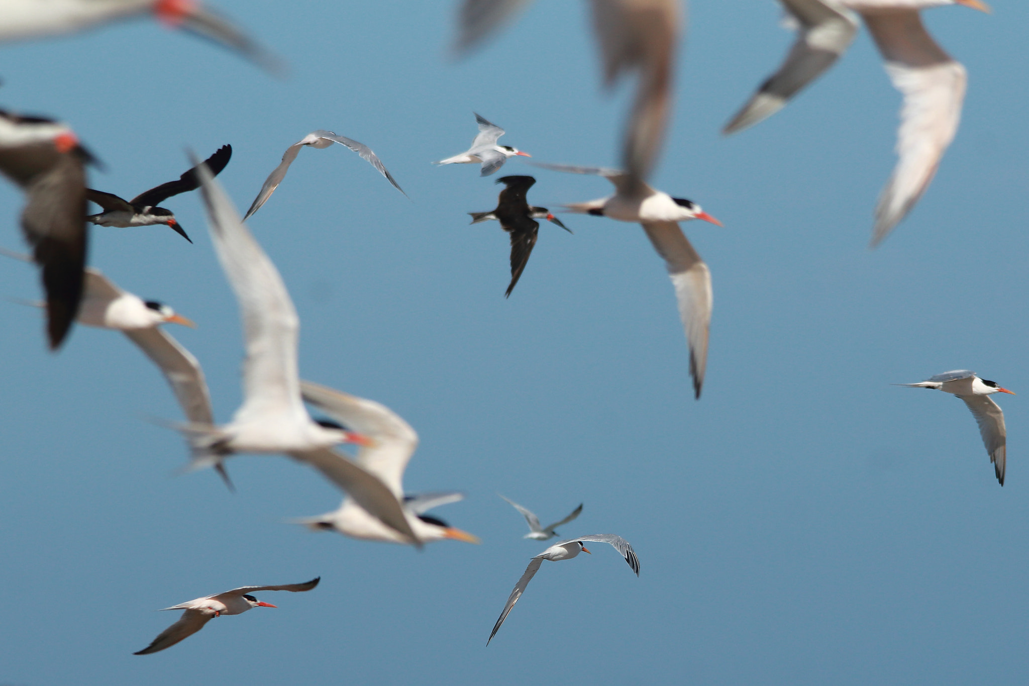 Sigma 150-500mm F5-6.3 DG OS HSM sample photo