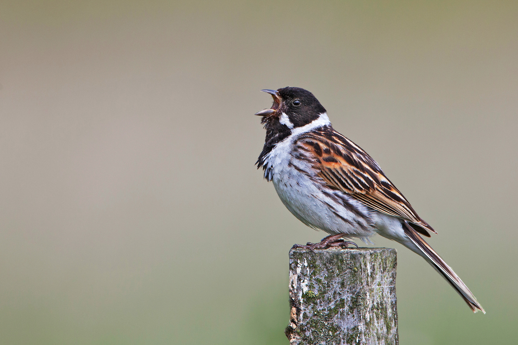 Canon EF 500mm F4L IS USM sample photo. Reed bunting photography