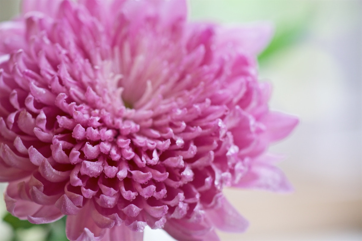 Sony a99 II + Sony 100mm F2.8 Macro sample photo. 心花怒放 photography