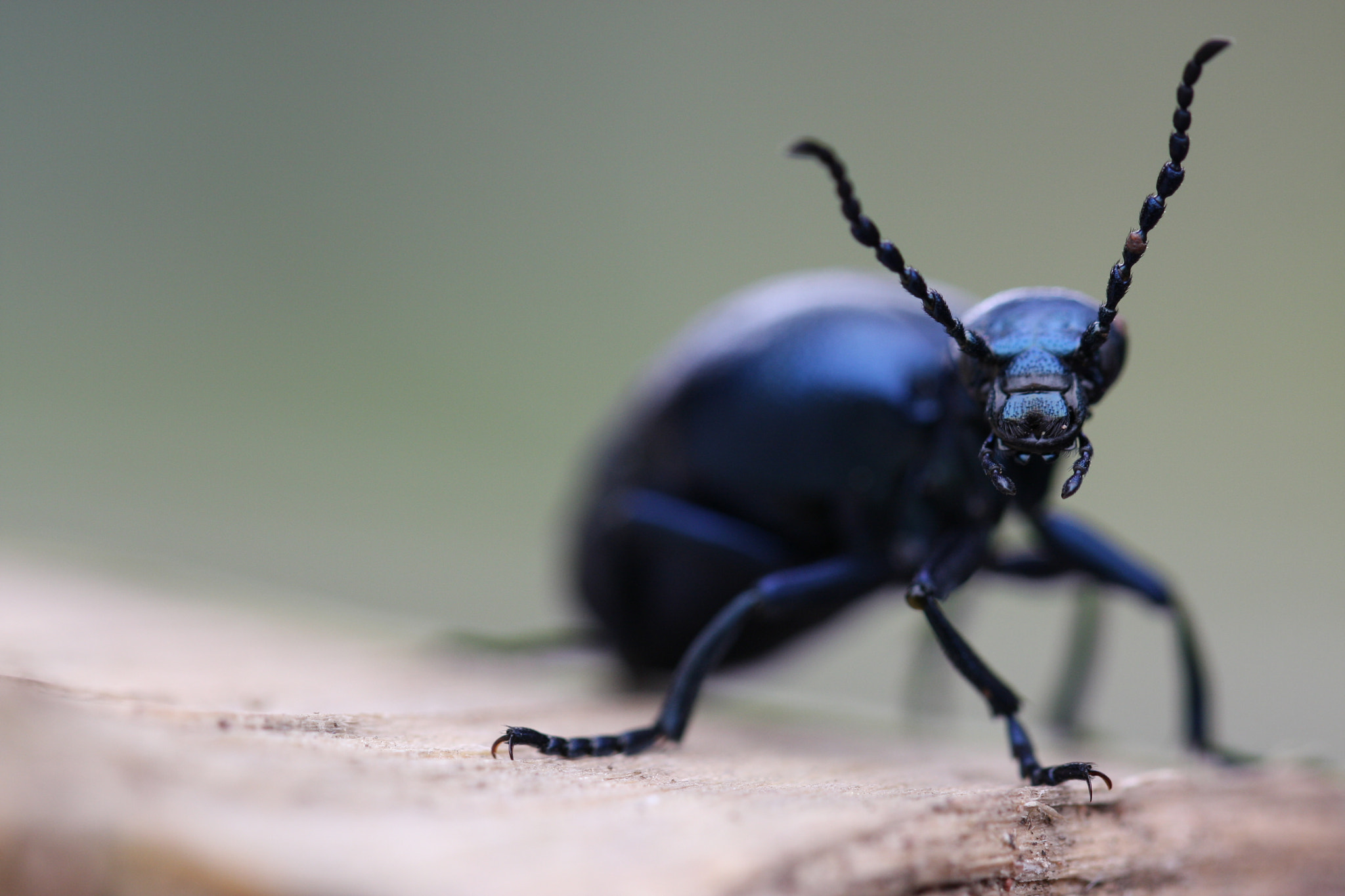 Canon EOS 40D + Canon EF 100mm F2.8L Macro IS USM sample photo. Wild beetle photography