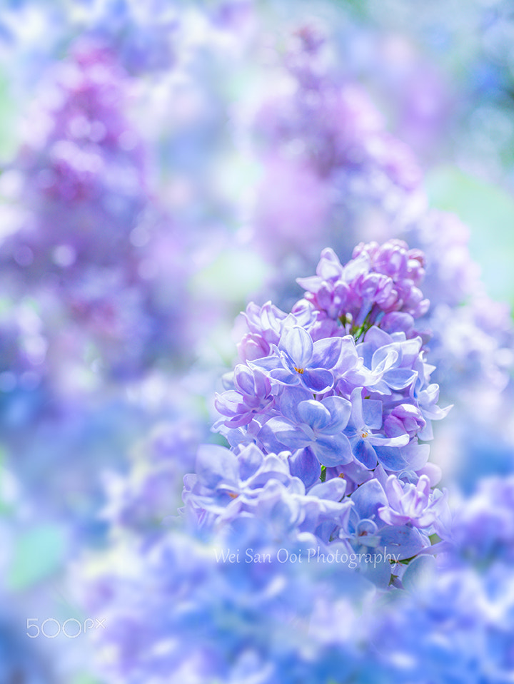 Panasonic Leica DG Macro-Elmarit 45mm F2.8 ASPH OIS sample photo. Lilac 06 photography