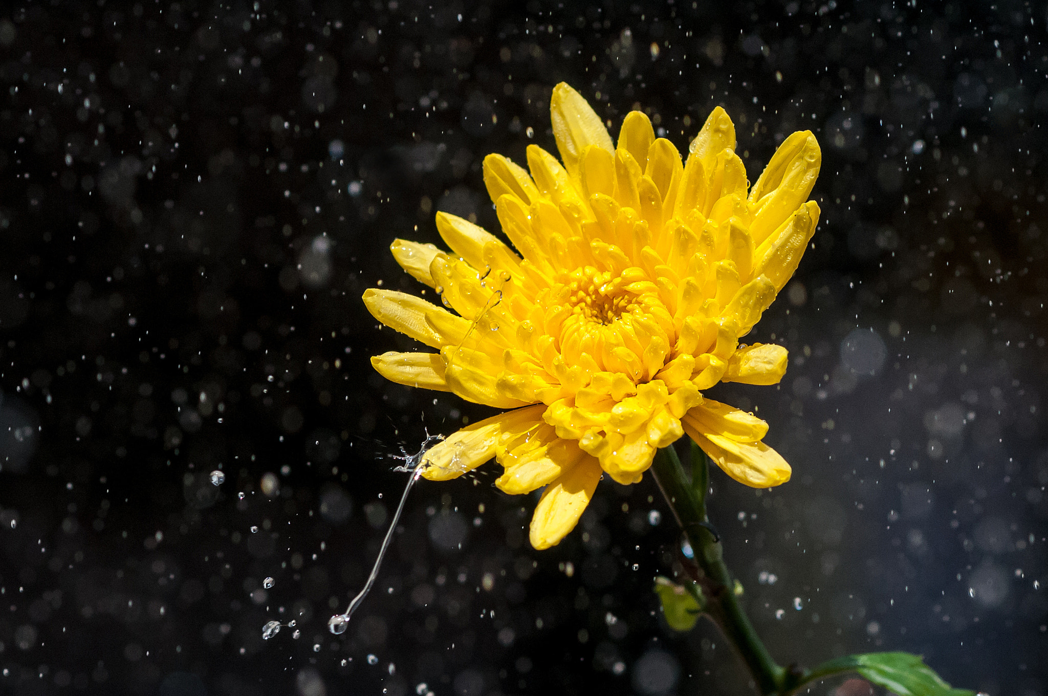 Nikon D300 + Nikon AF-S Nikkor 85mm F1.8G sample photo. Chrysanthemum photography