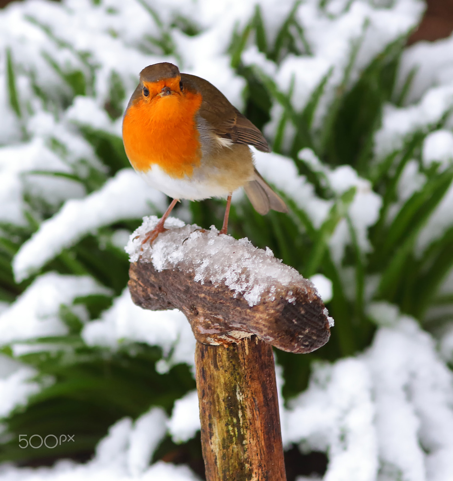 Canon EOS 7D + Canon EF 200mm F2.8L II USM sample photo. Robin in snow photography