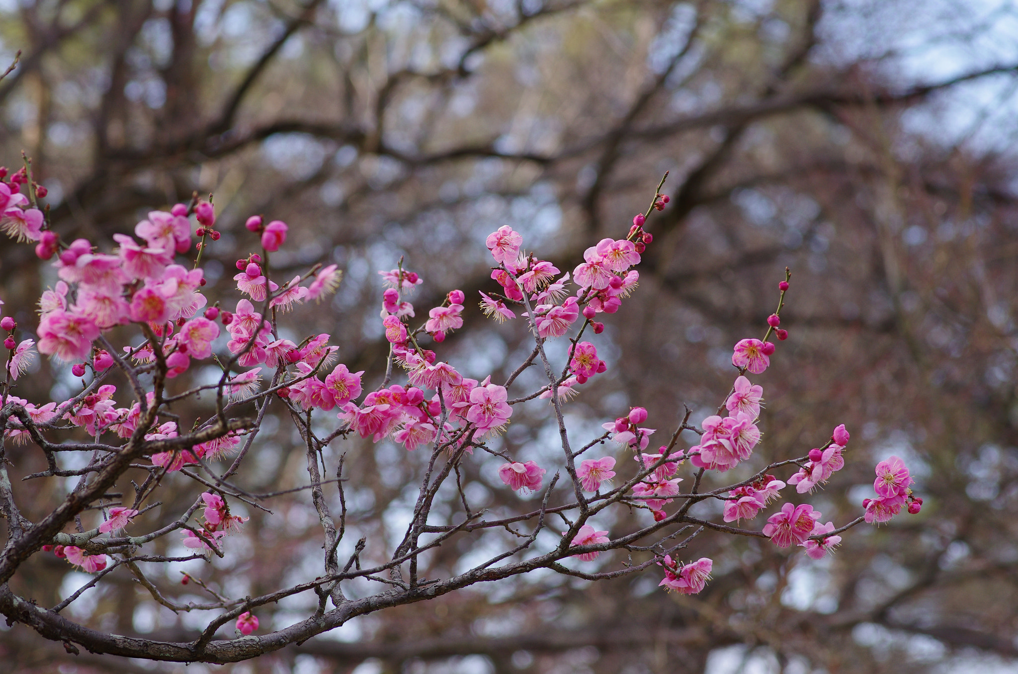 Pentax smc D-FA 100mm F2.8 Macro WR sample photo. Plum photography