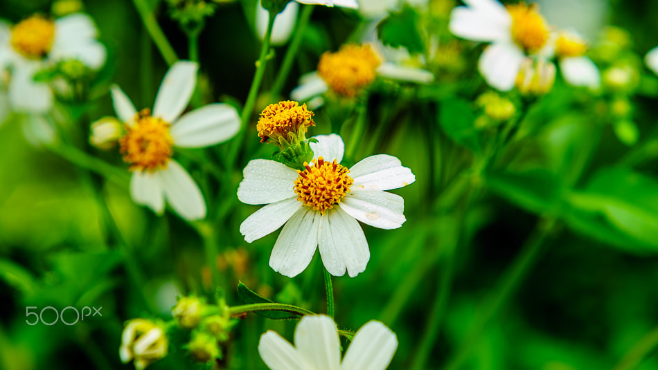 Sony ILCA-77M2 + Minolta AF 50mm F1.7 sample photo. Pilosa bidens flowers photography