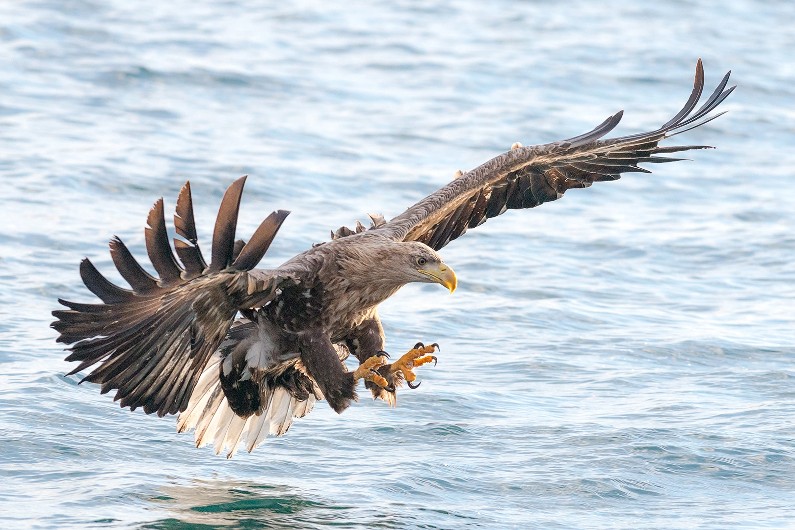 Nikon AF-S Nikkor 300mm F2.8G ED VR II sample photo. White tailed eagle fishing photography