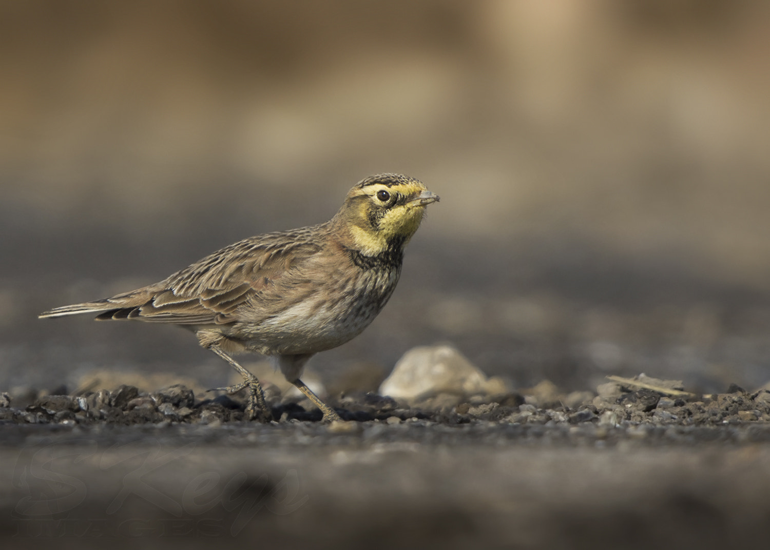 Nikon D7200 + Sigma 500mm F4.5 EX DG HSM sample photo. Forager (horned lark) photography