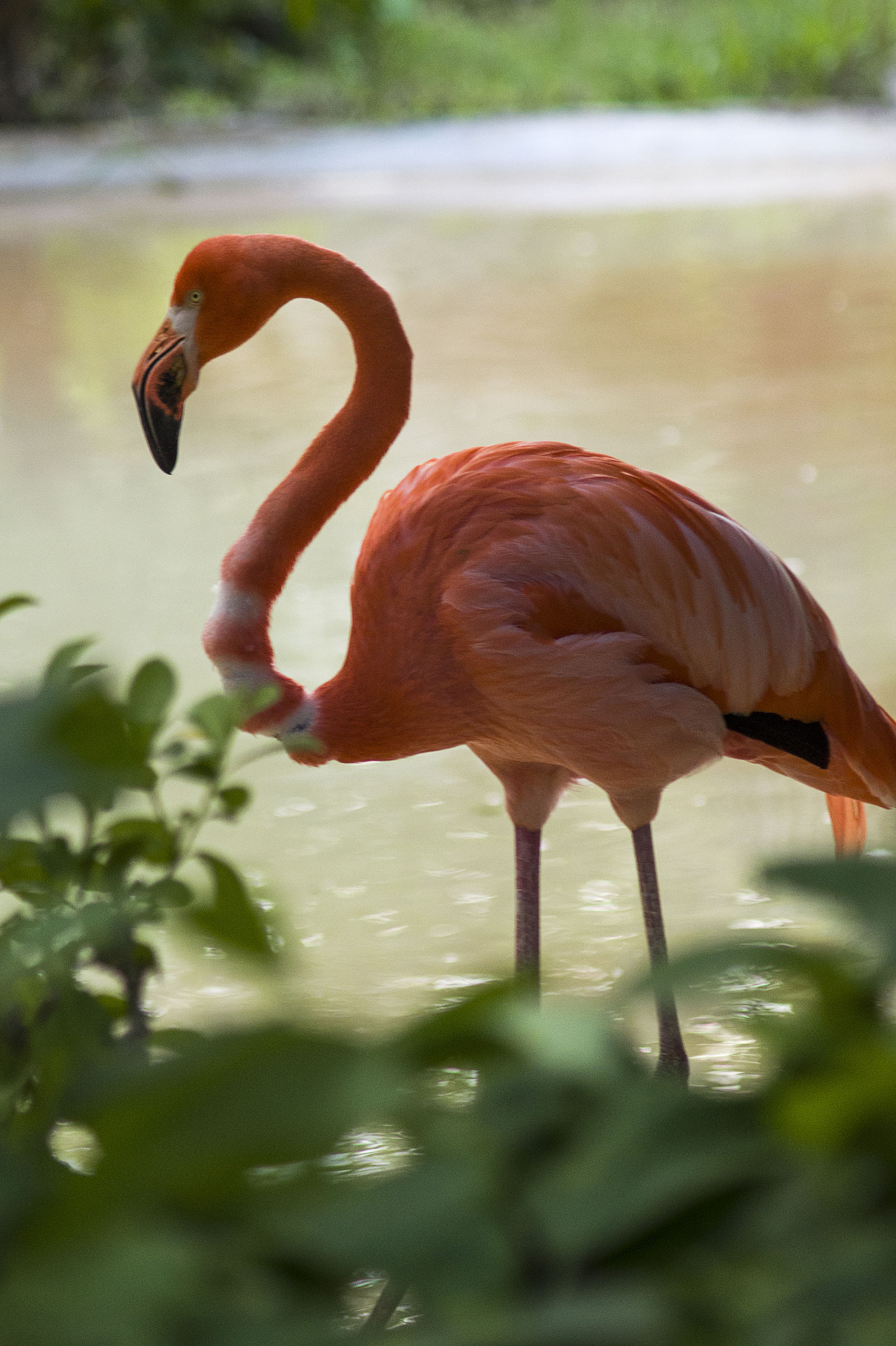Nikon D7000 + AF Zoom-Nikkor 75-300mm f/4.5-5.6 sample photo. Flamingo photography