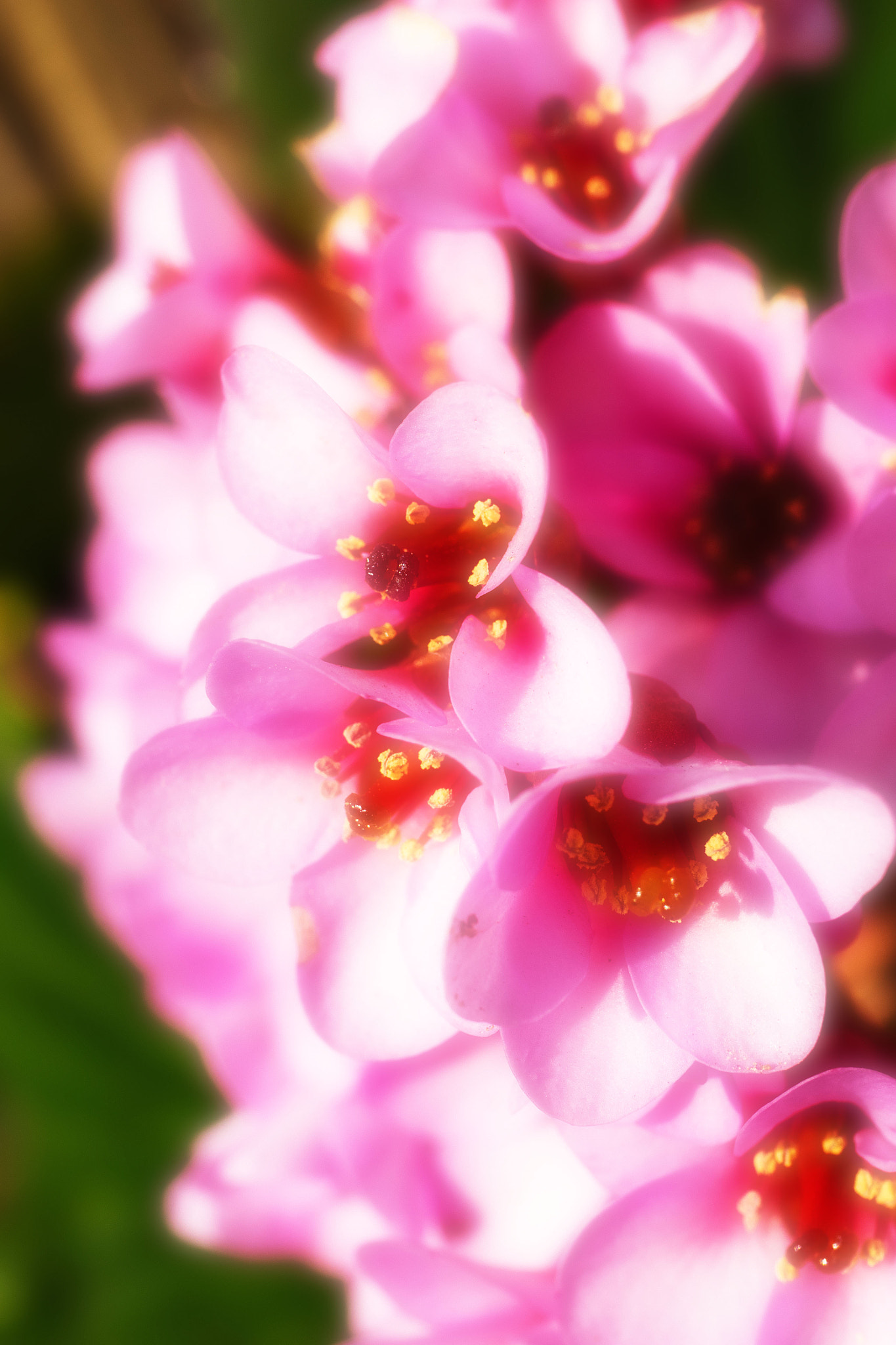 Olympus OM-D E-M1 + Panasonic Lumix G Macro 30mm F2.8 ASPH Mega OIS sample photo. Bergenia photography