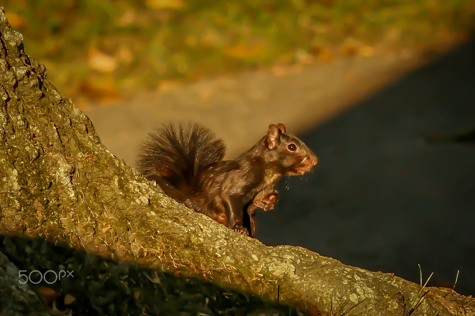 Canon EOS 550D (EOS Rebel T2i / EOS Kiss X4) + Canon EF 400mm F5.6L USM sample photo. Melanistic squirrel photography