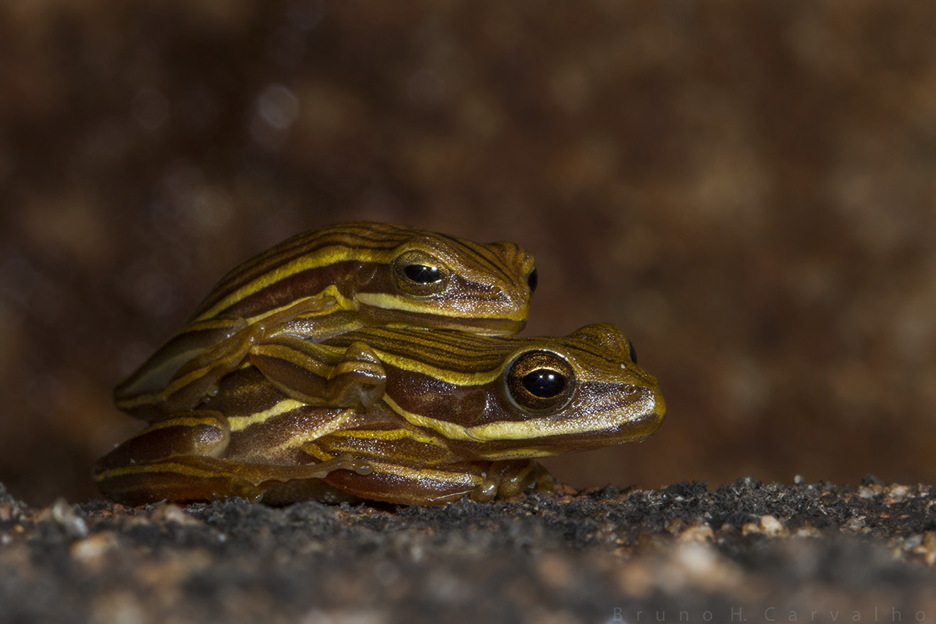 Hypsiboas jaguariaivensis