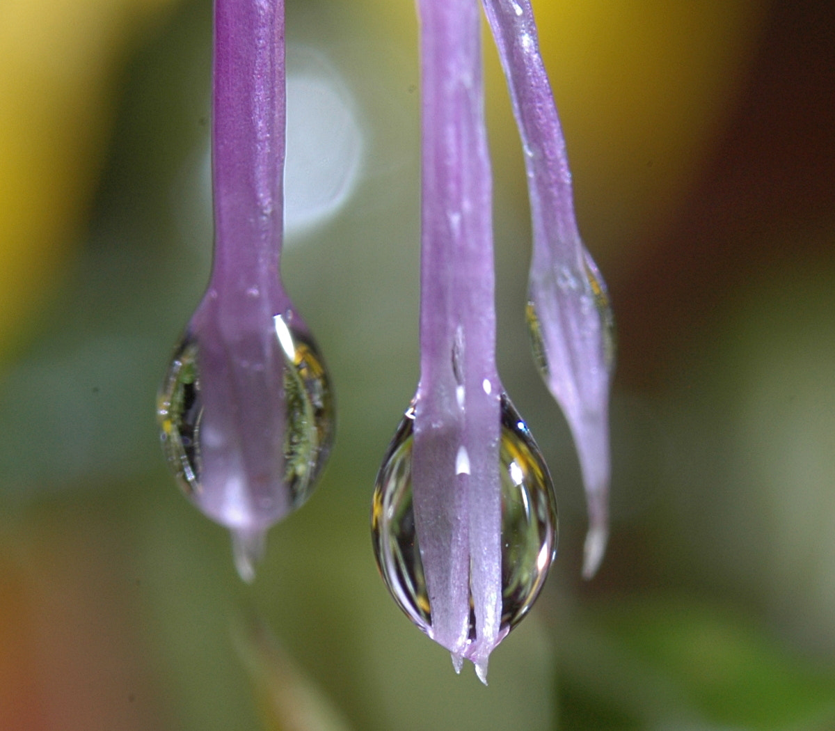 AF Zoom-Nikkor 28-80mm f/3.3-5.6G sample photo. # photography