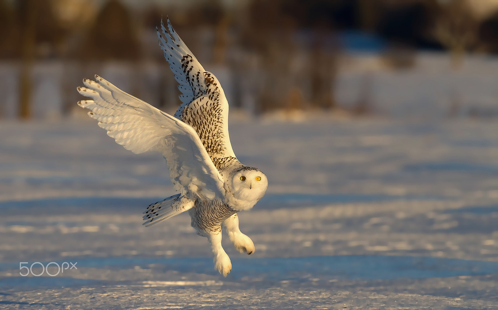 Canon EF 300mm F2.8L IS II USM sample photo. Snowy owl take-off photography
