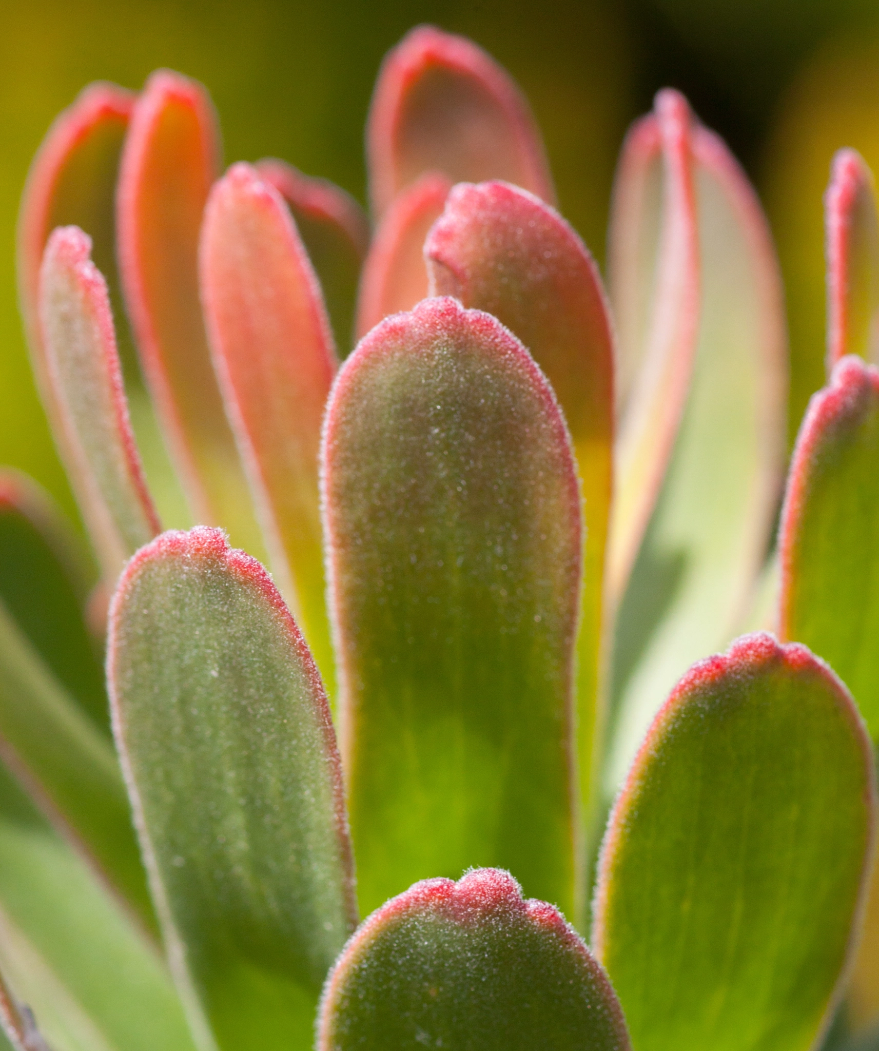 Canon EOS 50D + Tamron SP AF 90mm F2.8 Di Macro sample photo. Sensational succulent photography