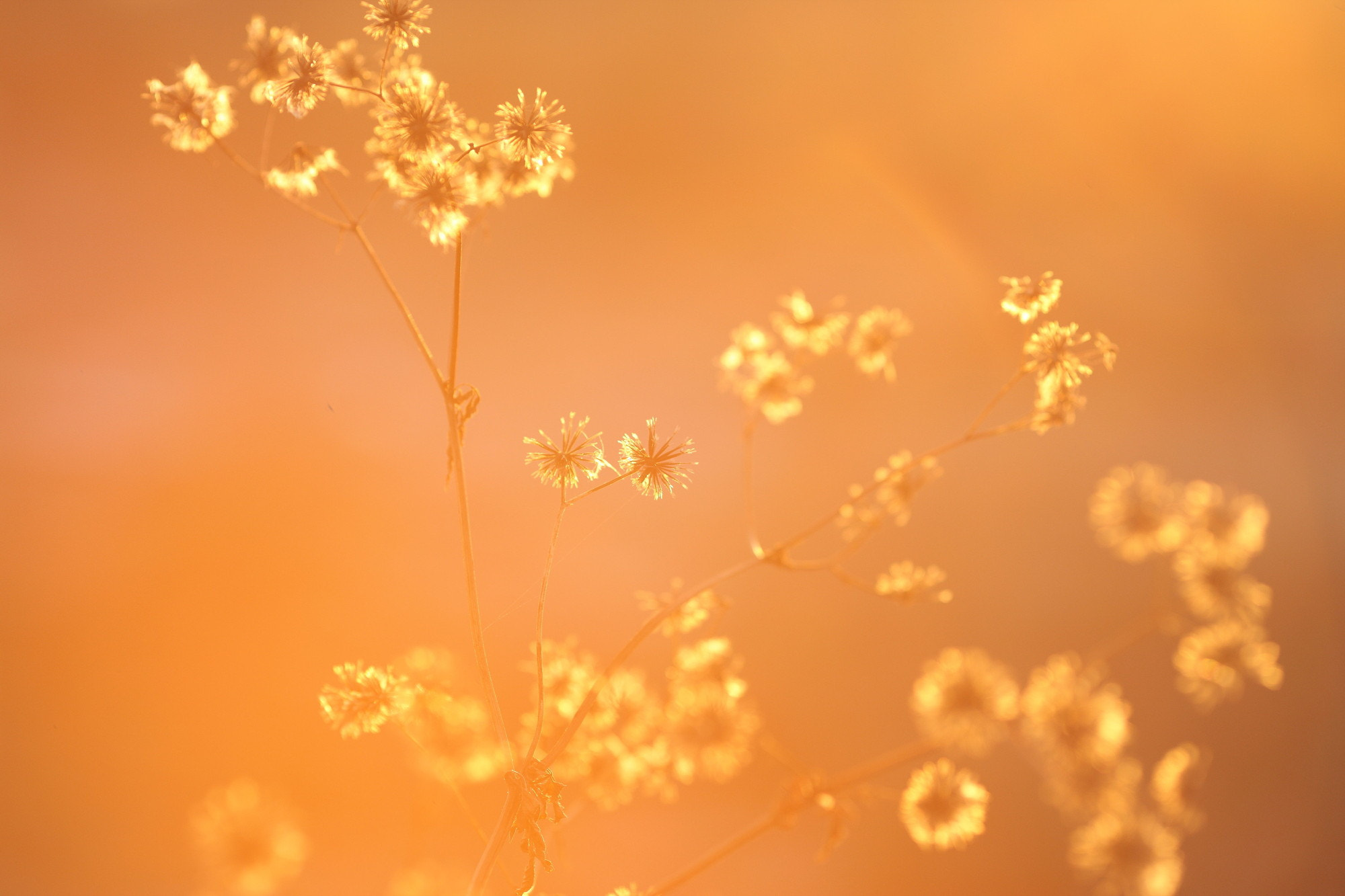 Canon EOS-1Ds Mark III + Canon EF 135mm F2L USM sample photo. Fire flowers photography