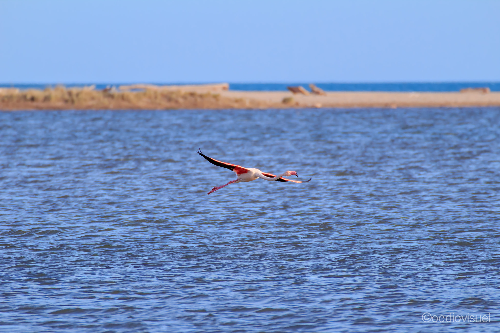 Canon EF 100-400mm F4.5-5.6L IS USM sample photo. Flamingo free fly photography