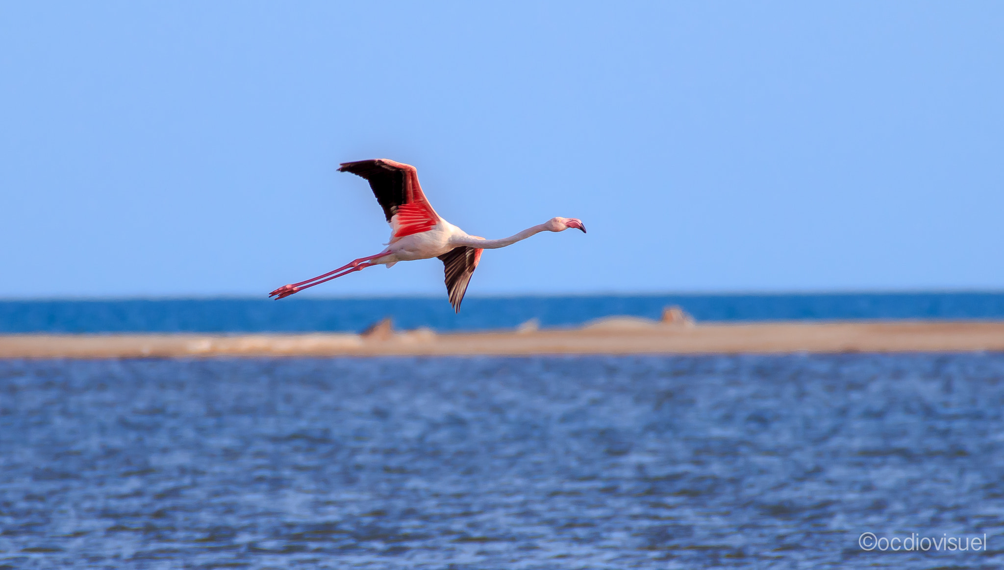 Canon EF 100-400mm F4.5-5.6L IS USM sample photo. Flamingo free fly photography