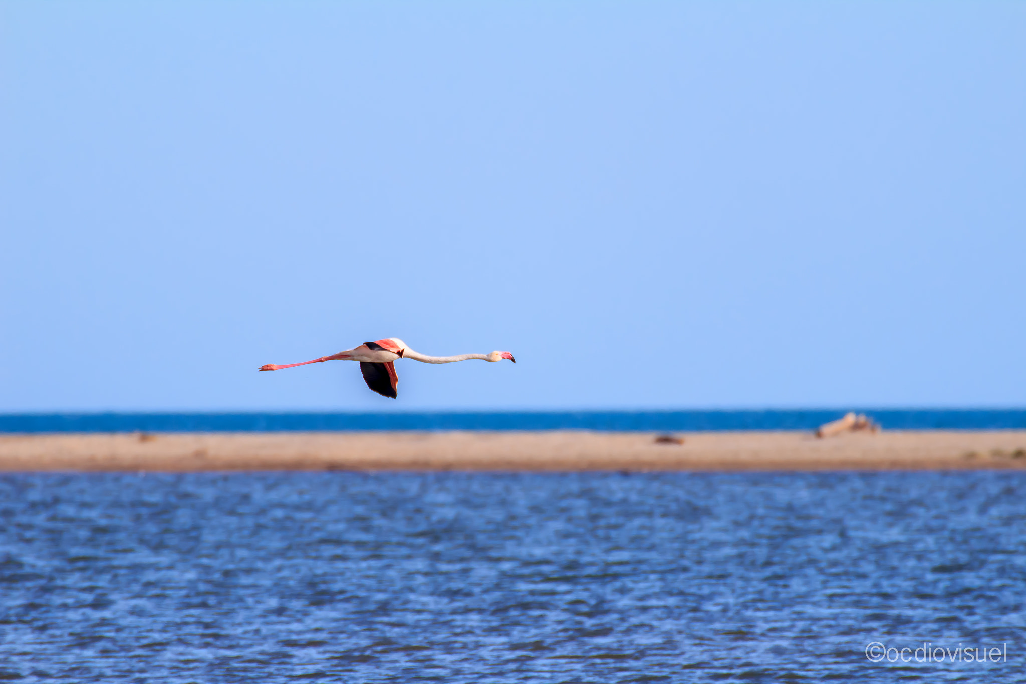 Canon EF 100-400mm F4.5-5.6L IS USM sample photo. Flamingo free fly photography