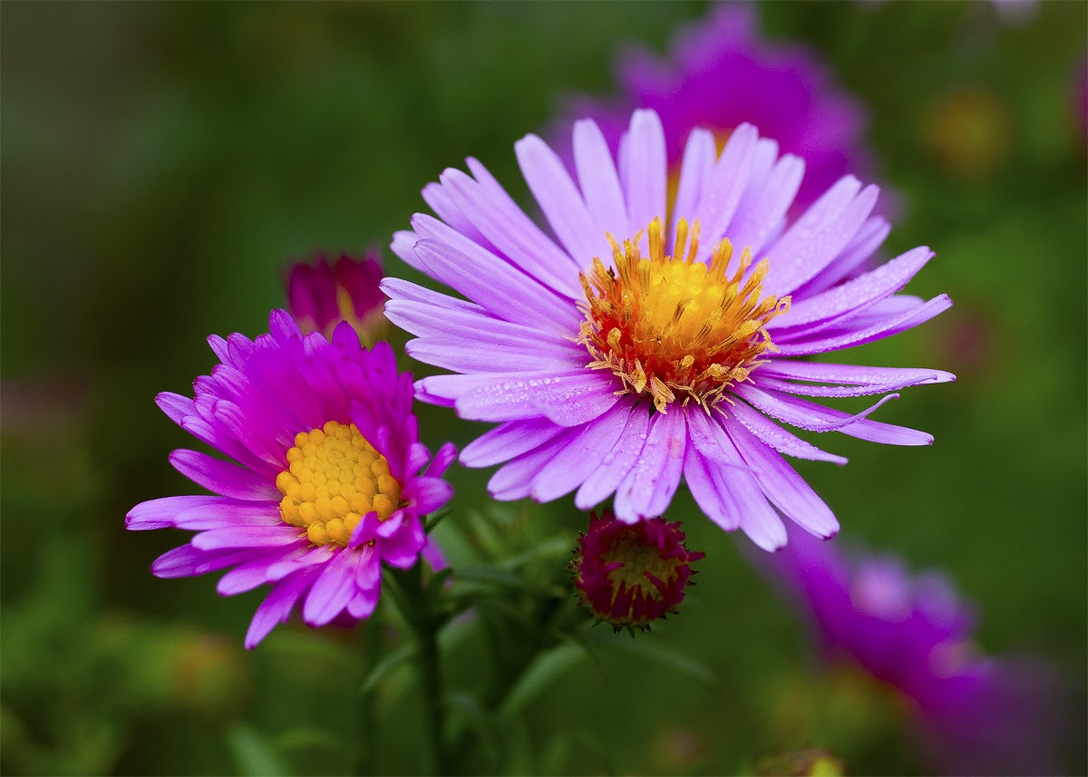 Pentax K10D + Sigma sample photo. Flower photography