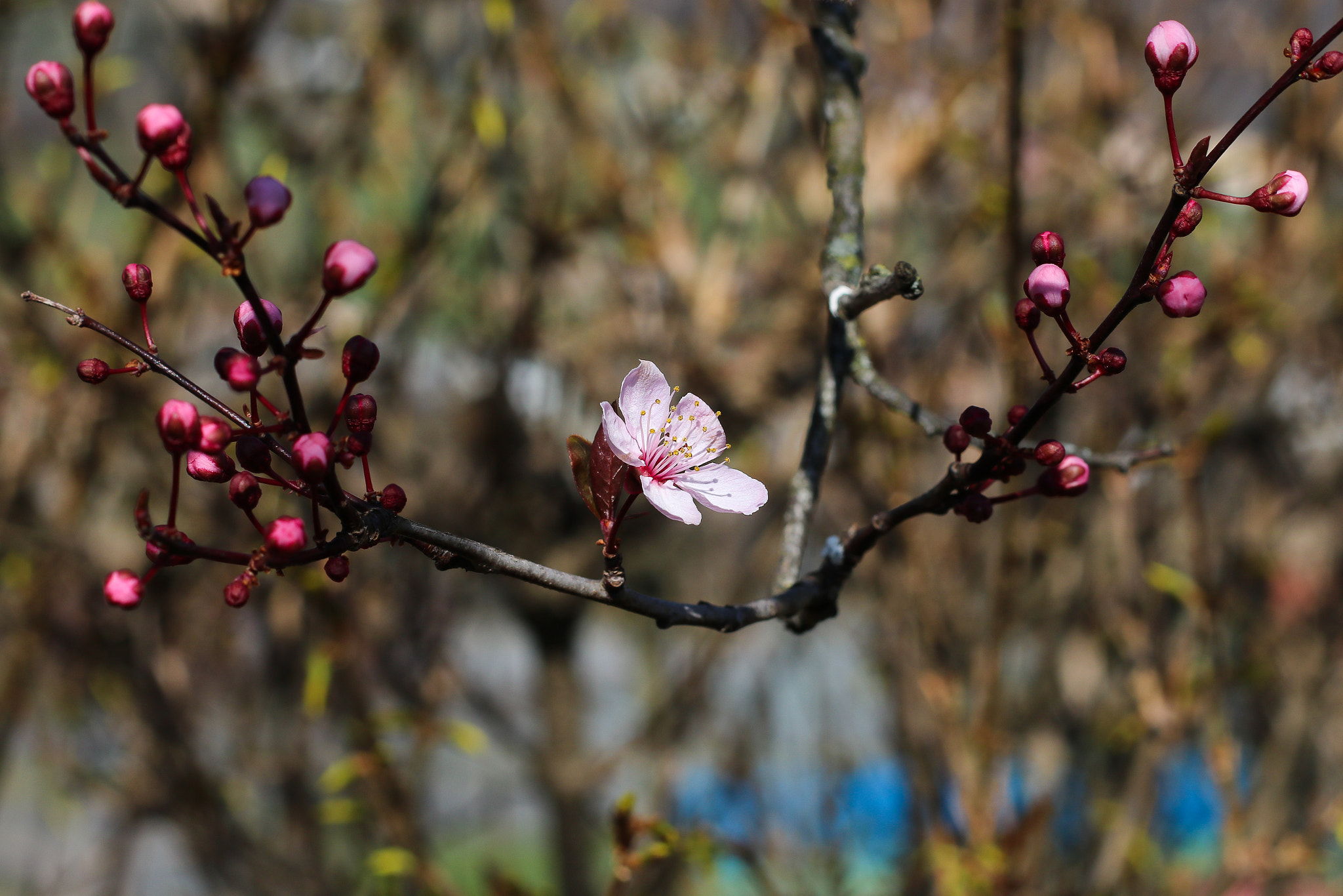 Canon EOS 760D (EOS Rebel T6s / EOS 8000D) + Canon EF 50mm F1.8 II sample photo. Fleur de prunus photography