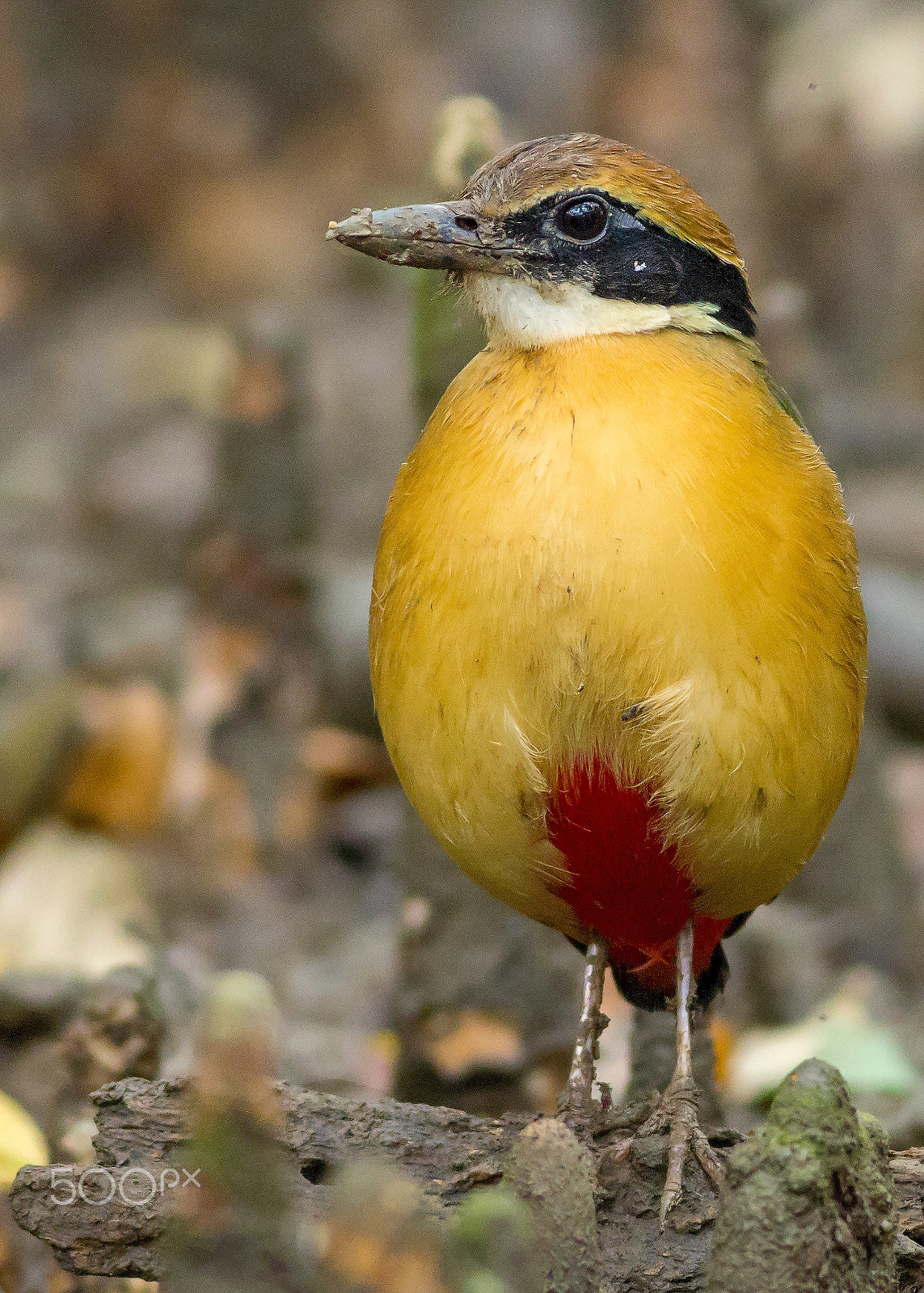 Canon EOS 60D + Canon EF 400mm F5.6L USM sample photo. Mangrove pitta (pitta megarhyncha) photography