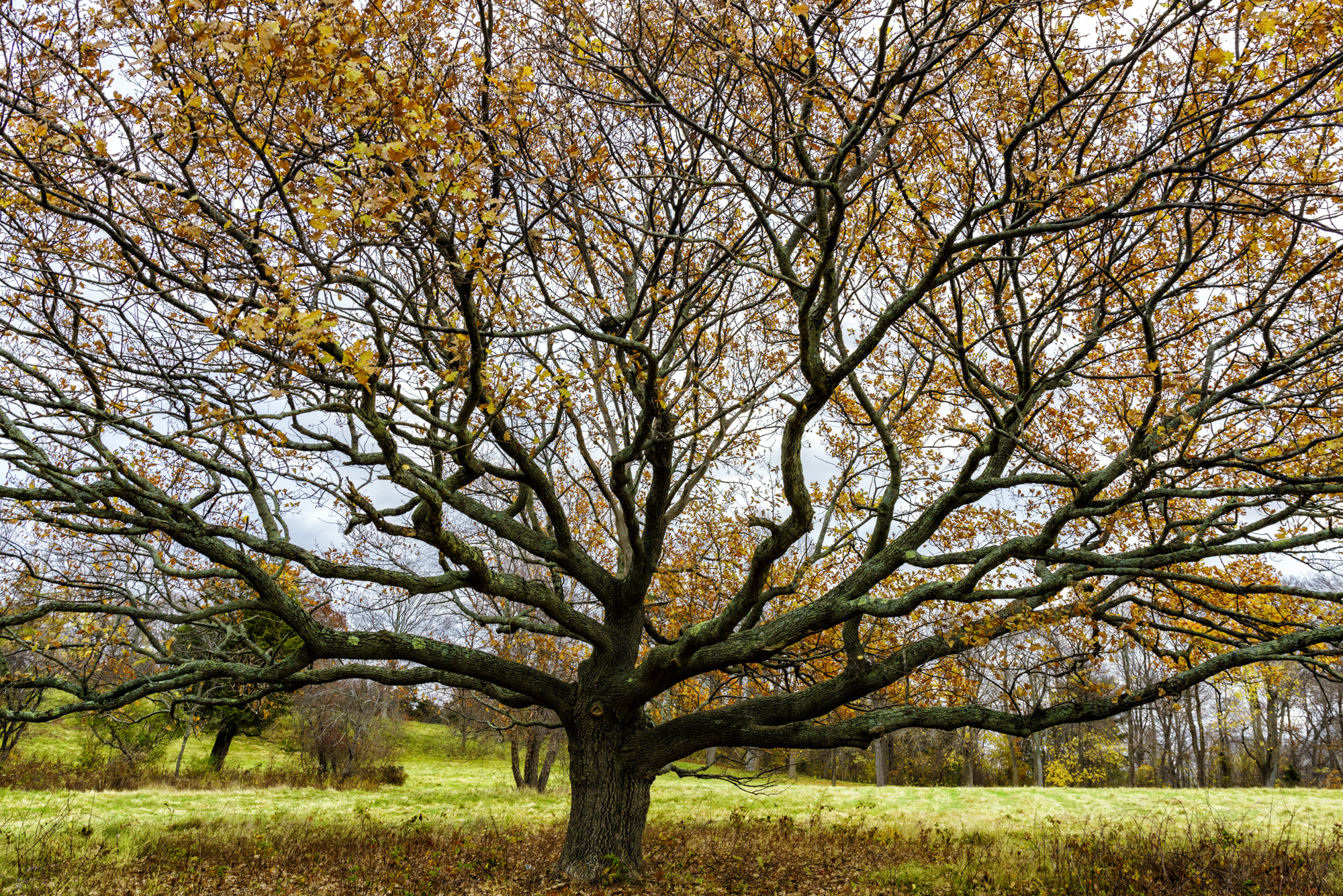 Sony a7R II + Canon EF 24-70mm F4L IS USM sample photo. End of fall at world's end photography