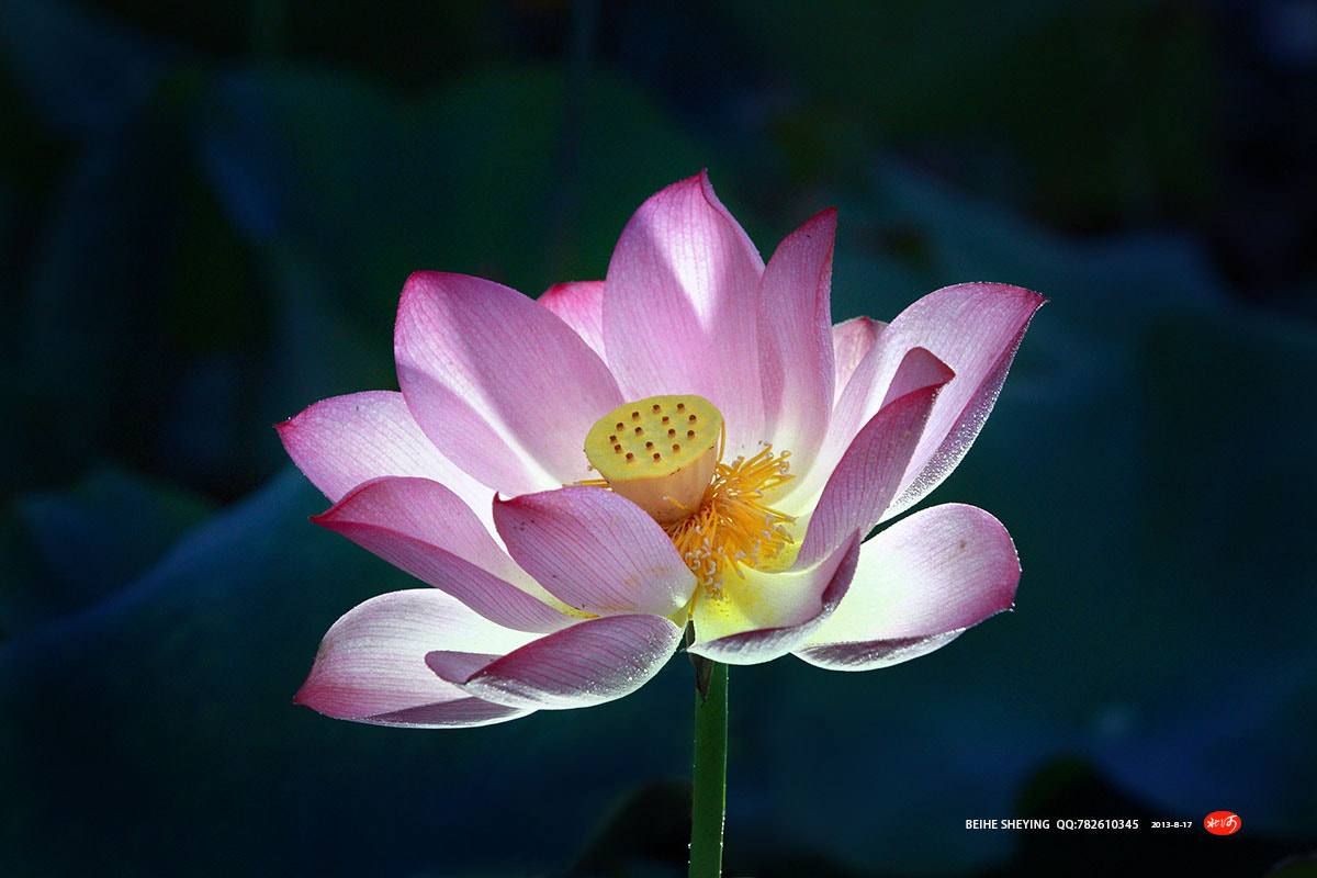Canon EF 70-200mm F2.8L USM sample photo. 夜光曲 photography