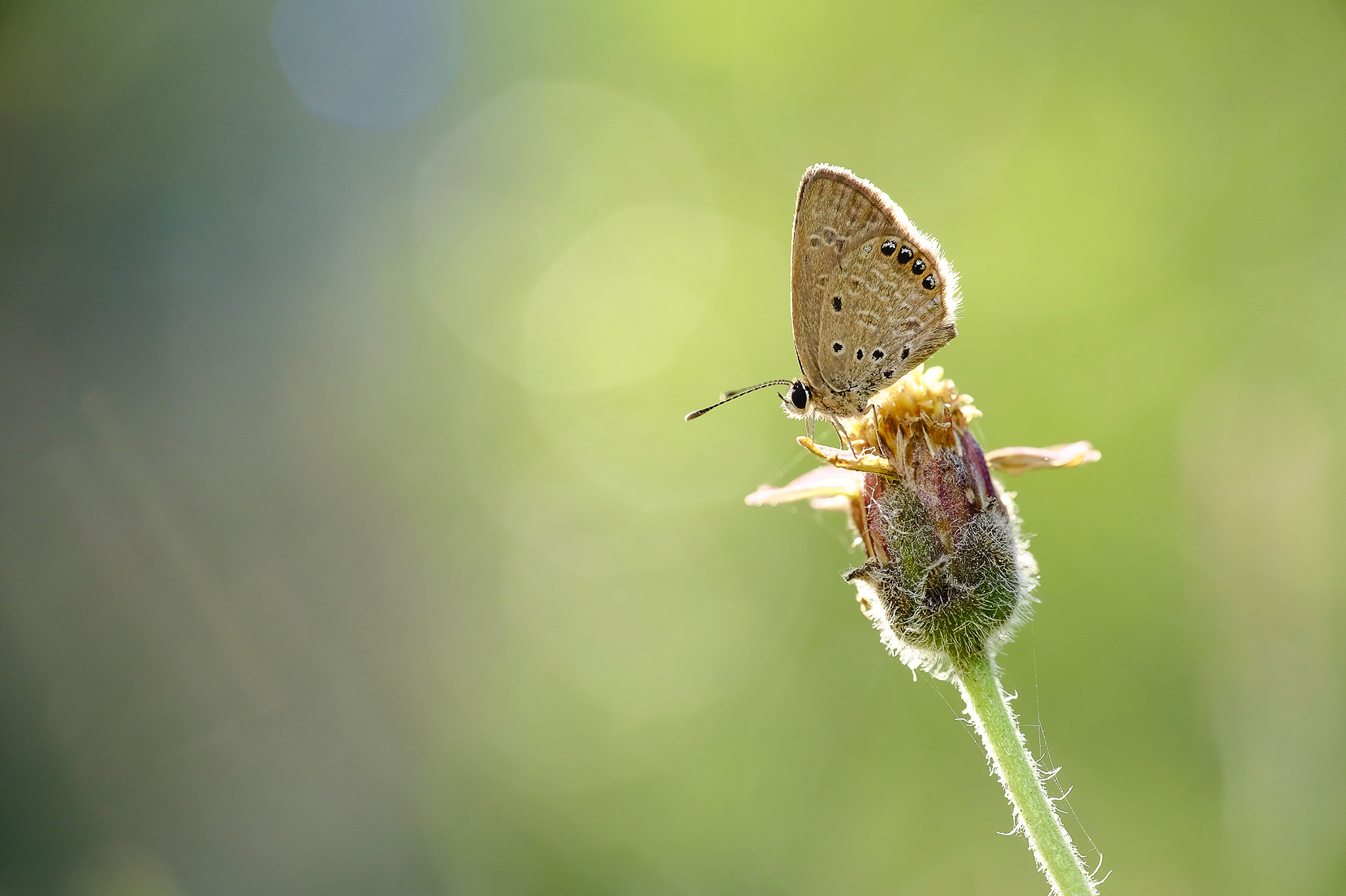 Fujifilm X-T1 + Fujifilm XC 50-230mm F4.5-6.7 OIS II sample photo. Butterfly photography