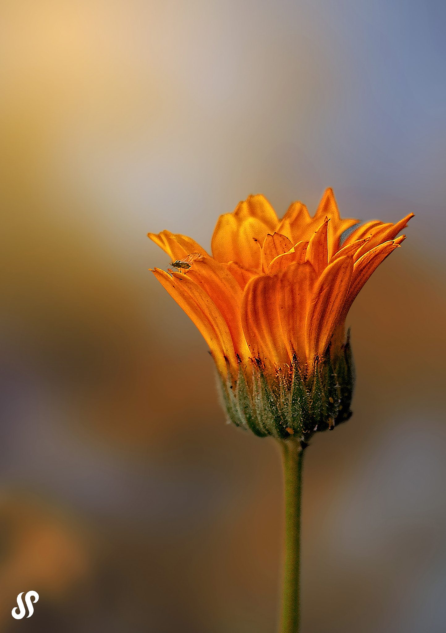 AF Zoom-Nikkor 35-105mm f/3.5-4.5 sample photo
