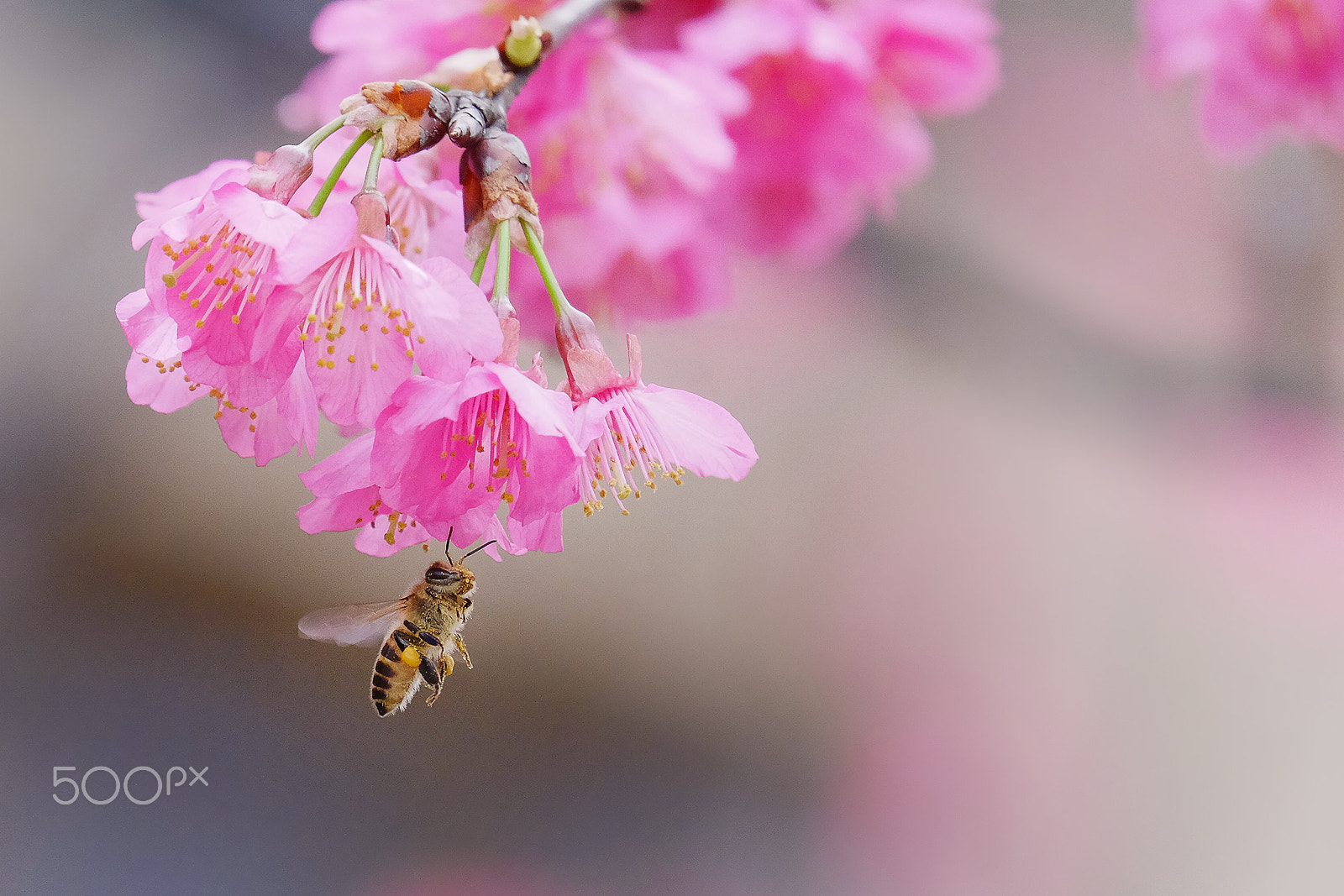 Fujifilm X-T1 + Fujifilm XC 50-230mm F4.5-6.7 OIS II sample photo. Bee photography